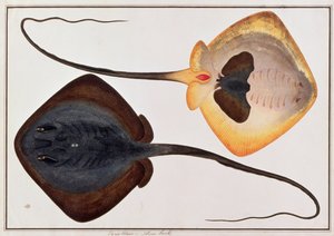Pez espinoso, Parie Eetam, de Dibujos de peces de Malaca, c.1805-18
